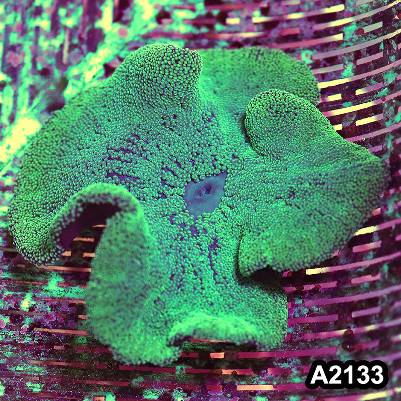 Item#A2133IN2133(S) WYSIWYG Vietnam 6 Inch Ultra Carpet Anemone