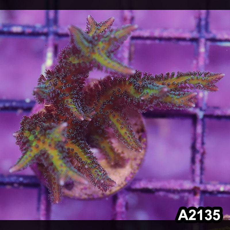 Item#A2135IN2135(S) WYSIWYG Indo Ultra Birdsnest Frag