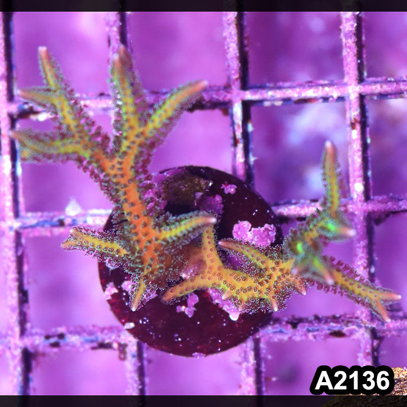 Item#A2136IN2136(S) WYSIWYG Indo Ultra Birdsnest Frag