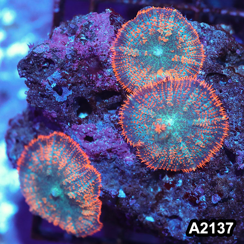 Item#A2137IN2137(S) WYSIWYG Vietnam Ultra Rhodactis Mushroom Colony