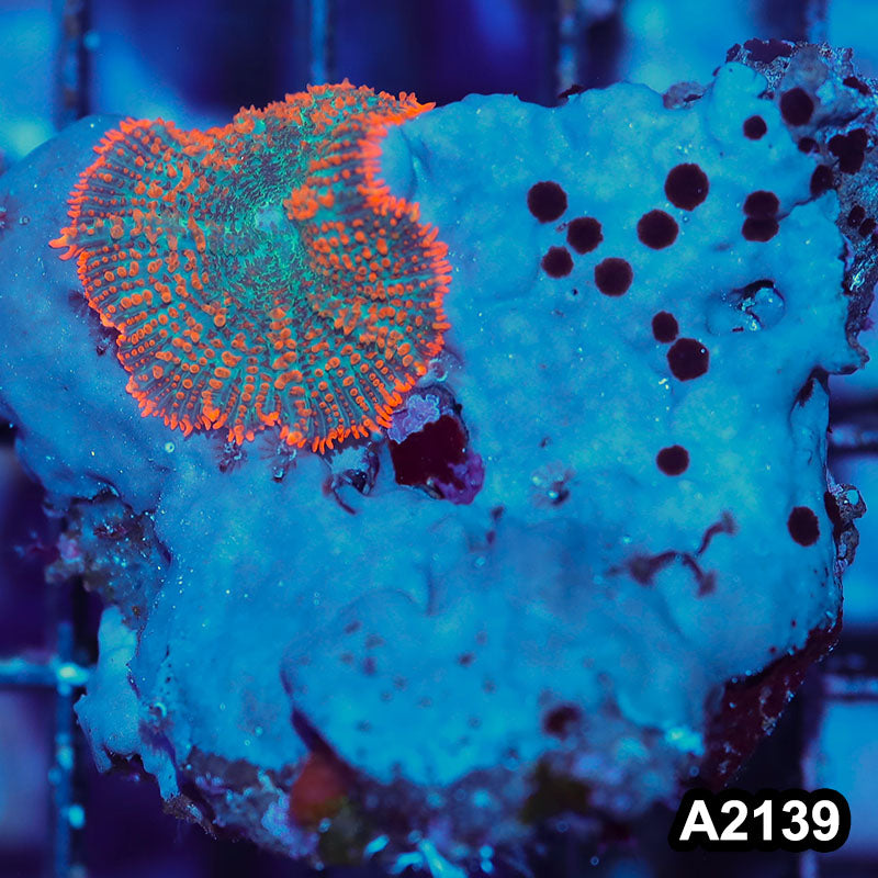 Item#A2139IN2139(S) WYSIWYG Vietnam Rainbow Rhodactis Mushrooms