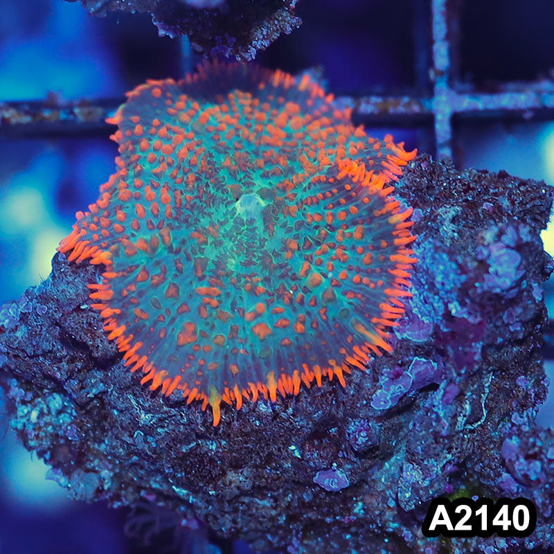 Item#A2140IN2140(S) WYSIWYG Vietnam Rainbow Rhodactis Mushrooms
