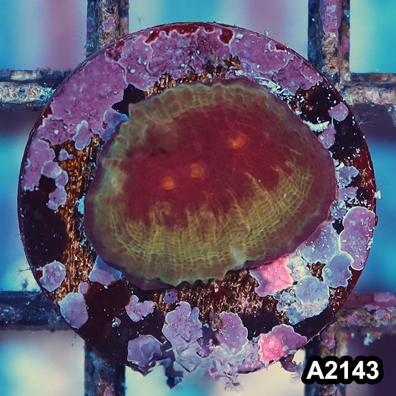 Item#A2143IN2143(S) WYSIWYG Aussie Ultra Chalice Frag