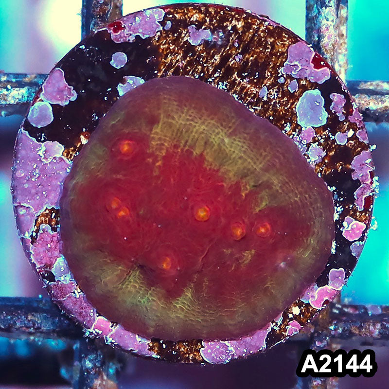 Item#A2144IN2144(S) WYSIWYG Aussie Ultra Chalice Frag