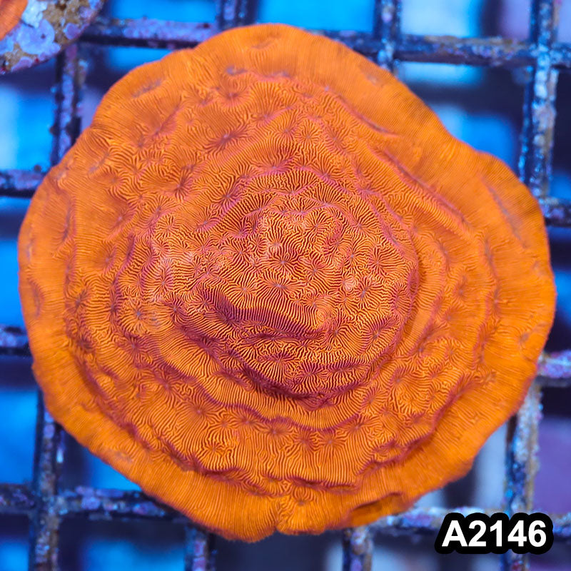 Item#A2146IN2146(S) WYSIWYG Orange Leptoseris Mini Colony