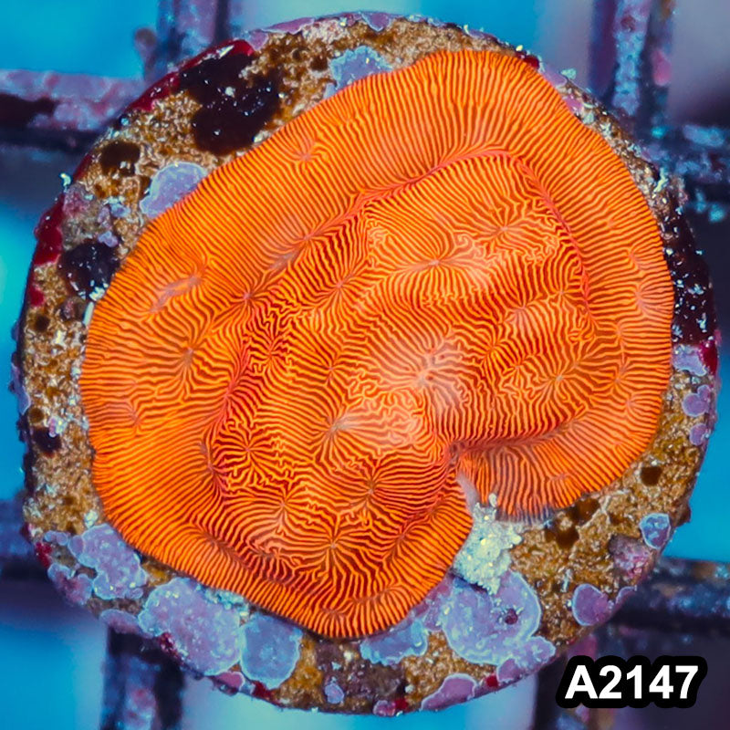 Item#A2147IN2147(S) WYSIWYG Orange Leptoseris Frag