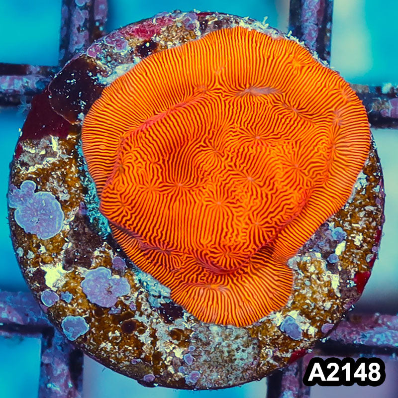 Item#A2148IN2148(S) WYSIWYG Orange Leptoseris Frag