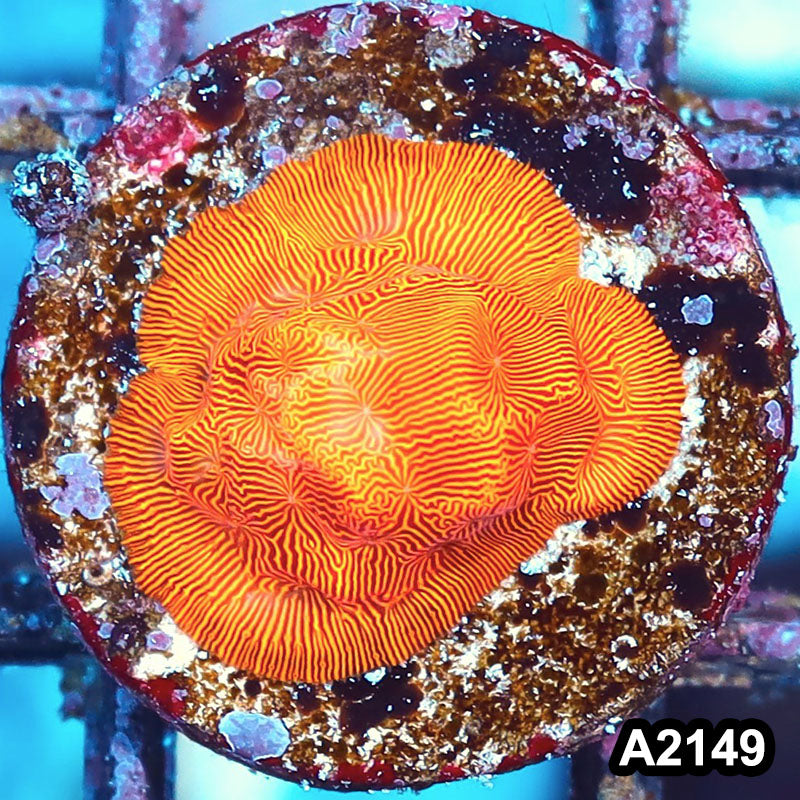 Item#A2149IN2149(S) WYSIWYG Orange Leptoseris Frag