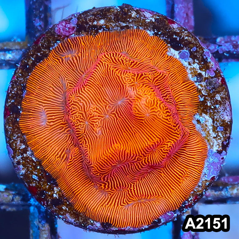 Item#A2151IN2151(S) WYSIWYG Orange Leptoseris Frag
