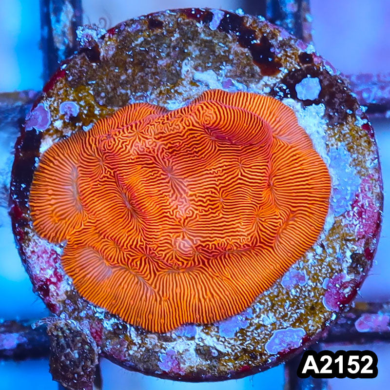 Item#A2152IN2152(S) WYSIWYG Orange Leptoseris Frag