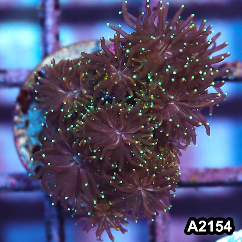 Item#A2154IN2154(S) WYSIWYG Indo Gold Galaxea Frag