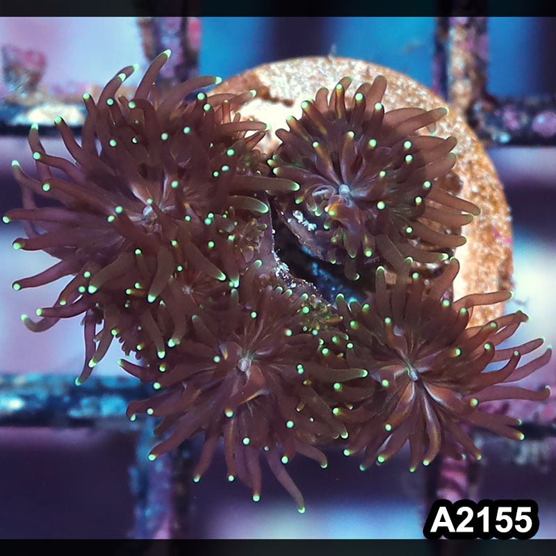 Item#A2155IN2155(S) WYSIWYG Indo Gold Galaxea Frag