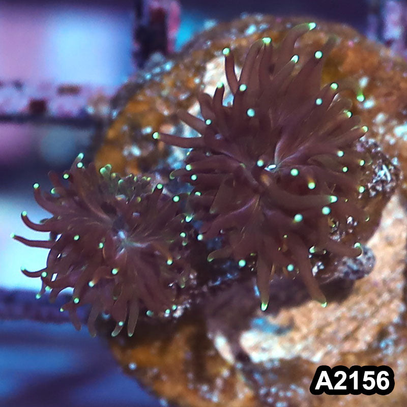 Item#A2156IN2156(S) WYSIWYG Indo Gold Galaxea Frag