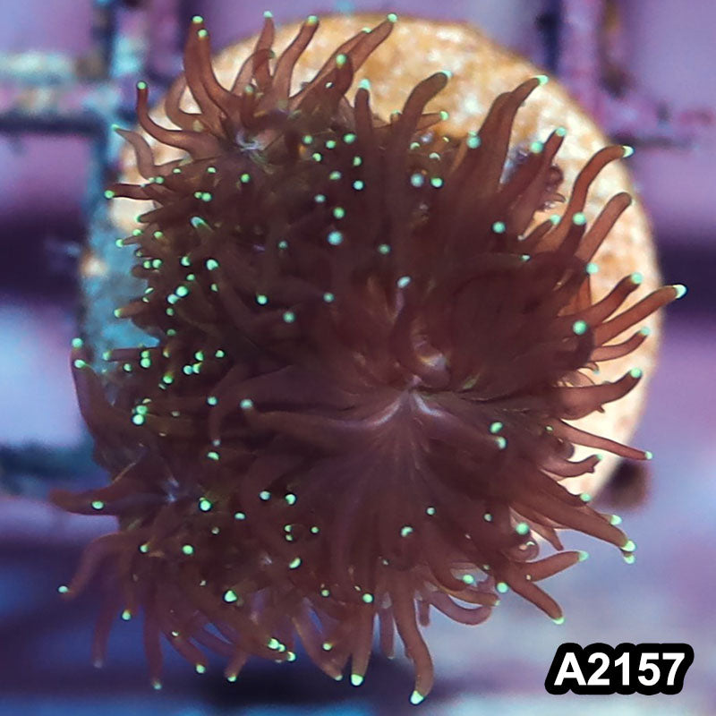 Item#A2157IN2157(S) WYSIWYG Indo Gold Galaxea Frag