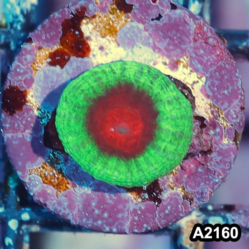 Item#A2160IN2160(S) WYSIWYG Aussie Ultra Water Melon Favia Frag