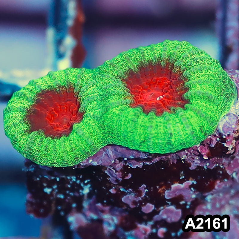 Item#A2161IN2161(S) WYSIWYG Aussie Ultra Water Melon Favia Frag