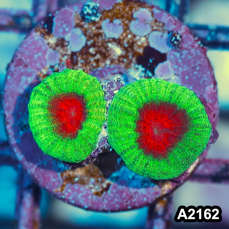Item#A2162IN2162(S) WYSIWYG Aussie Ultra Water Melon Favia Frag
