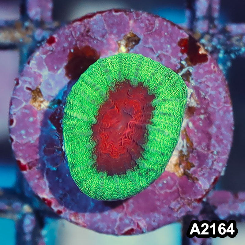 Item#A2164IN2164(S) WYSIWYG Aussie Ultra Water Melon Favia Frag
