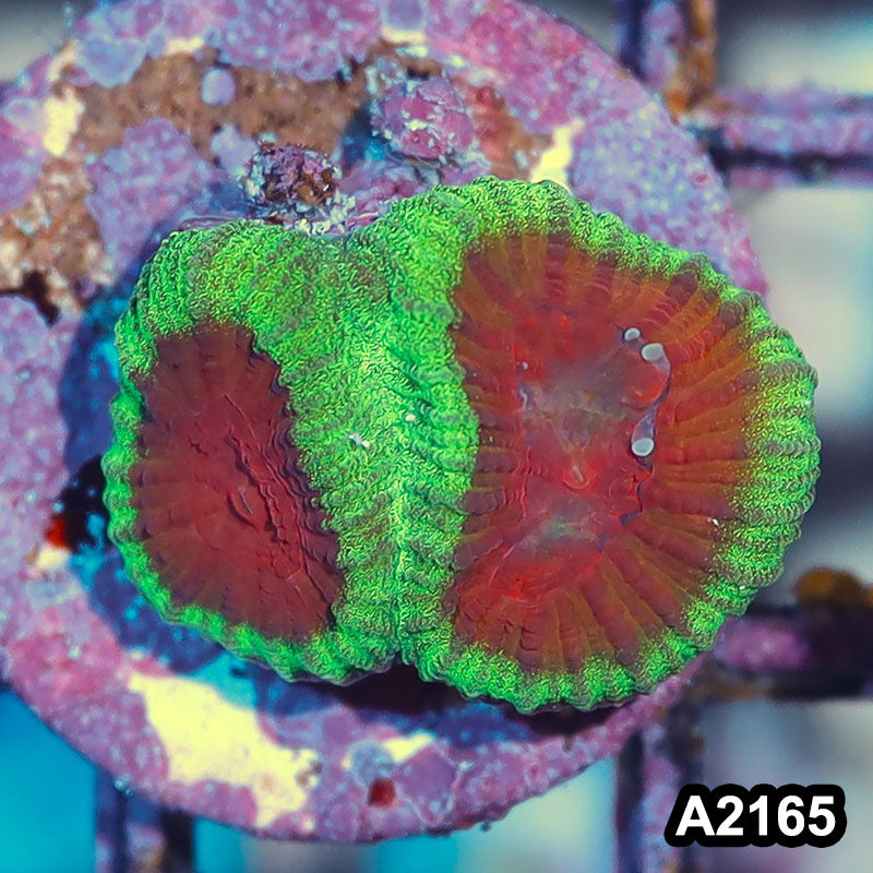 Item#A2165IN2165(S) WYSIWYG Aussie Ultra Water Melon Favia Frag