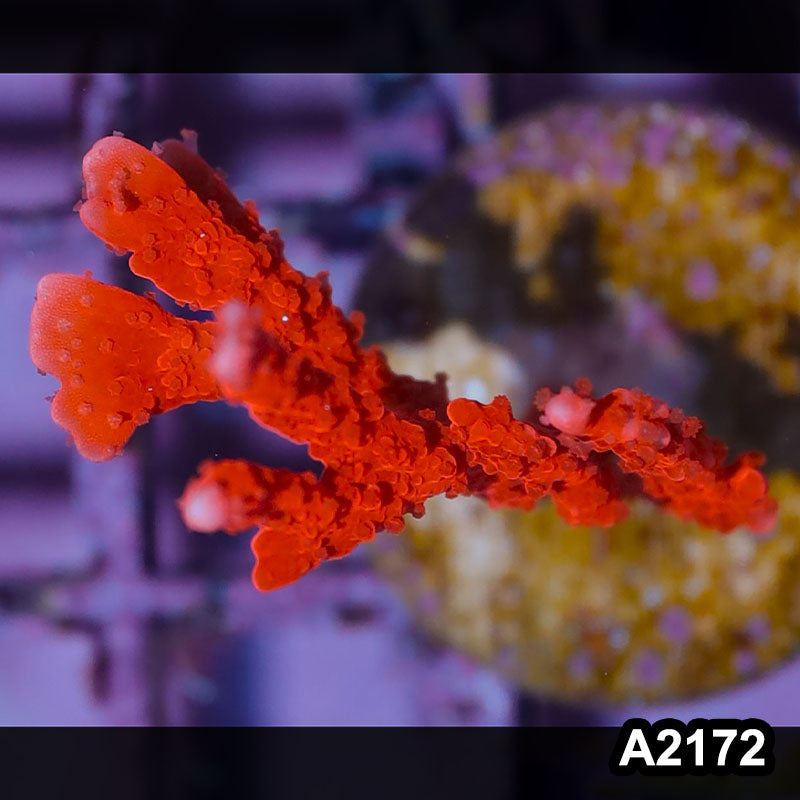 Item#A2172IN2172(S) WYSIWYG Manila Spy Branching Montipora Frag
