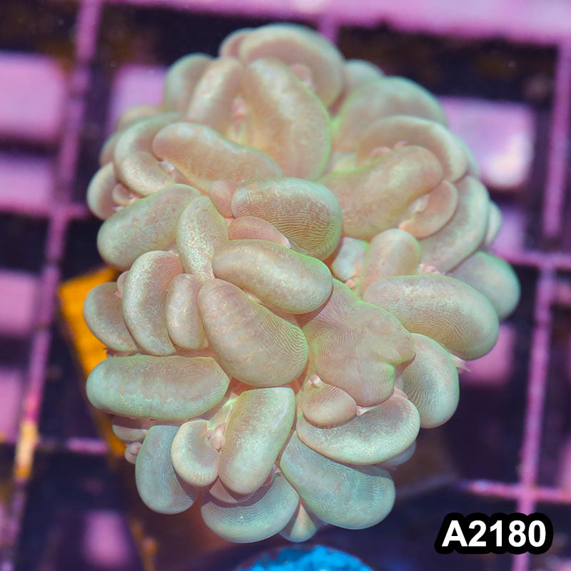 Item#A2180IN2180(S) WYSIWYG Imperfect Indo Cat Eye Bubble Coral