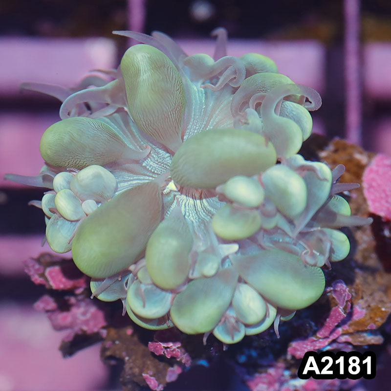 Item#A2181IN2181(S) WYSIWYG Imperfect Indo Cat Eye Bubble Coral