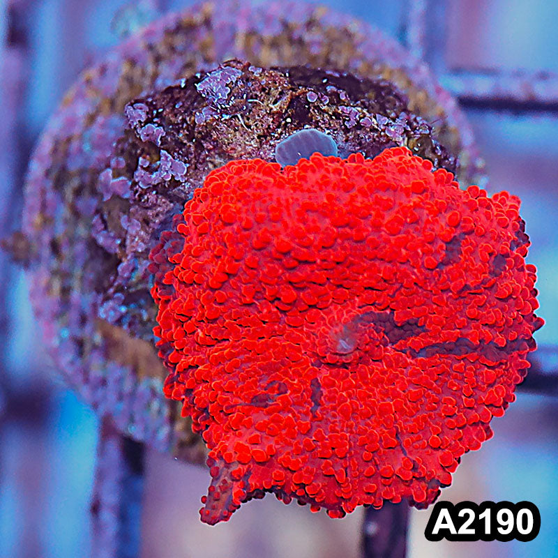 Item#A2190IN2190(S) WYSIWYG Western Australia Ultra Deadpool Mushroom