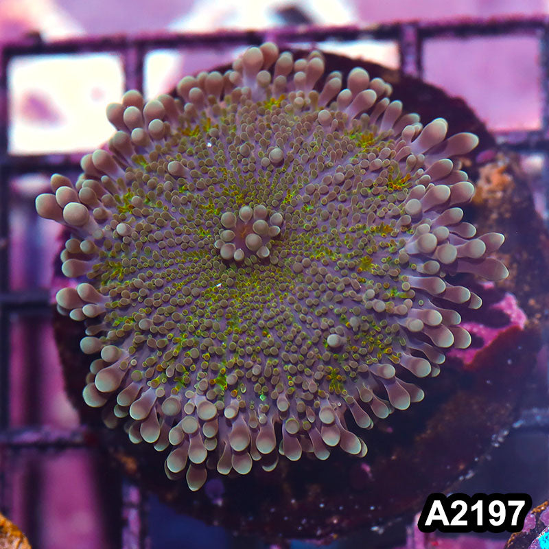 Item#A2197IN2197(M) WYSIWYG Indo Cultured Ultra Unique Ricordea Yuma Mushroom