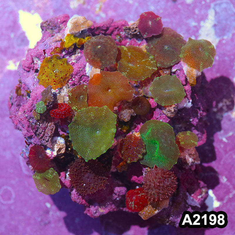 Item#A2198IN2198(L) WYSIWYG Indo Ultra Unique Mushroom Combo Rock