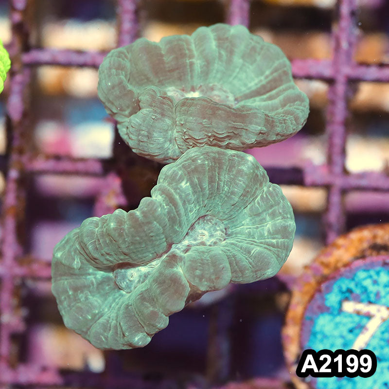 Item#A2199IN2199(S) WYSIWYG Indo Ultra Candy Cane Frag