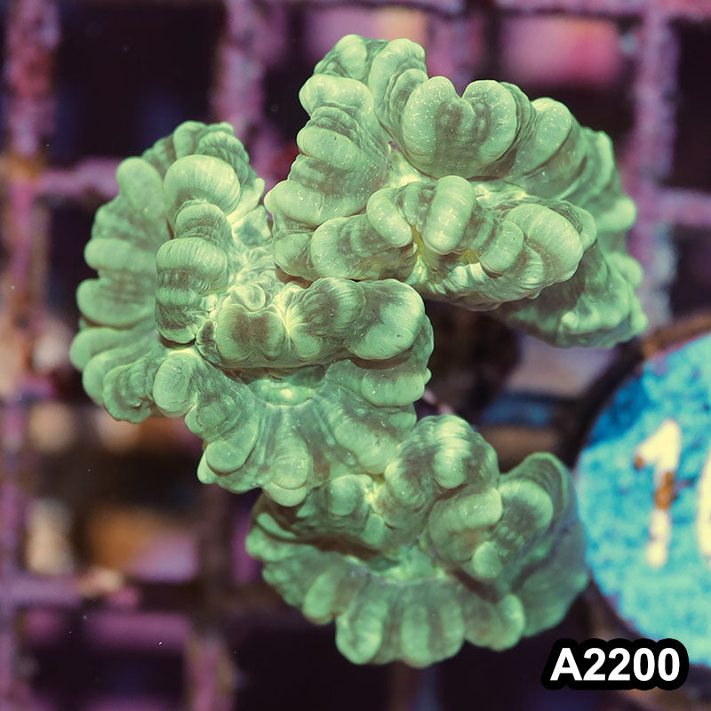 Item#A2200IN2200(S) WYSIWYG Indo Ultra Candy Cane Frag