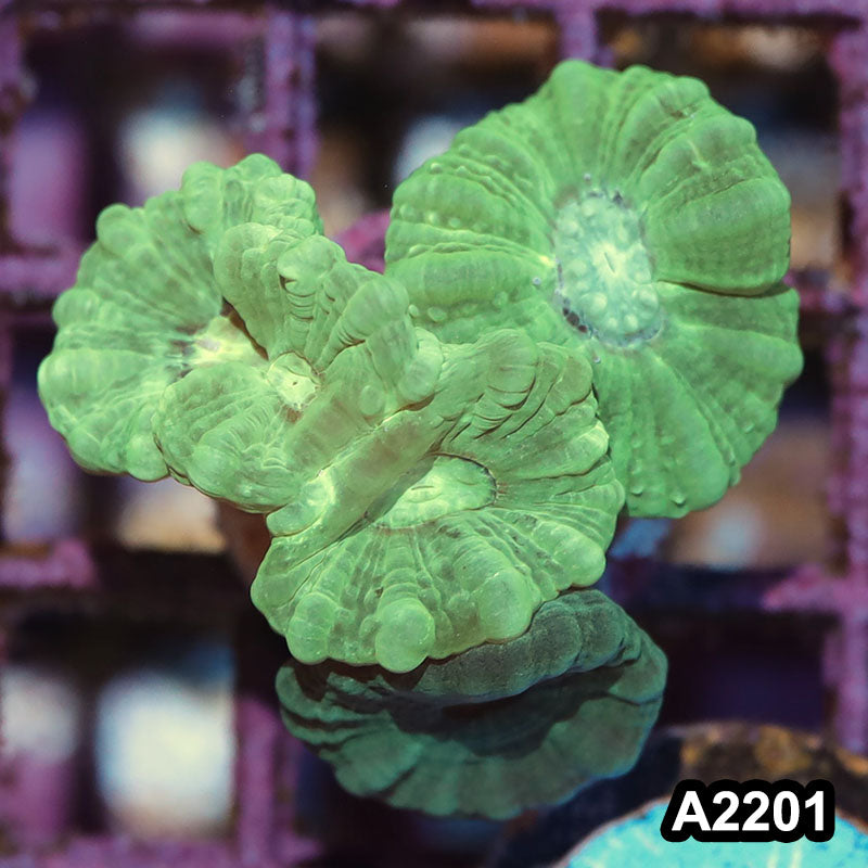 Item#A2201IN2201(S) WYSIWYG Indo Ultra Candy Cane Frag