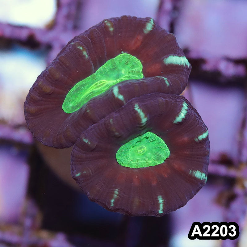 Item#A2203IN2203(S) WYSIWYG Aussie Ultra Unique Candy Cane Frag