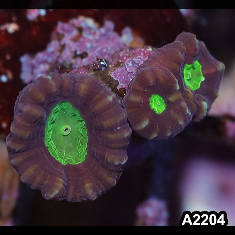 Item#A2204IN2204(S) WYSIWYG Aussie Ultra Unique Candy Cane Frag