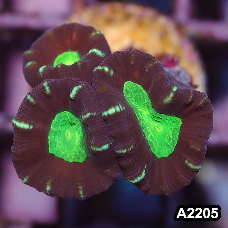 Item#A2205IN2205(S) WYSIWYG Aussie Ultra Unique Candy Cane Frag