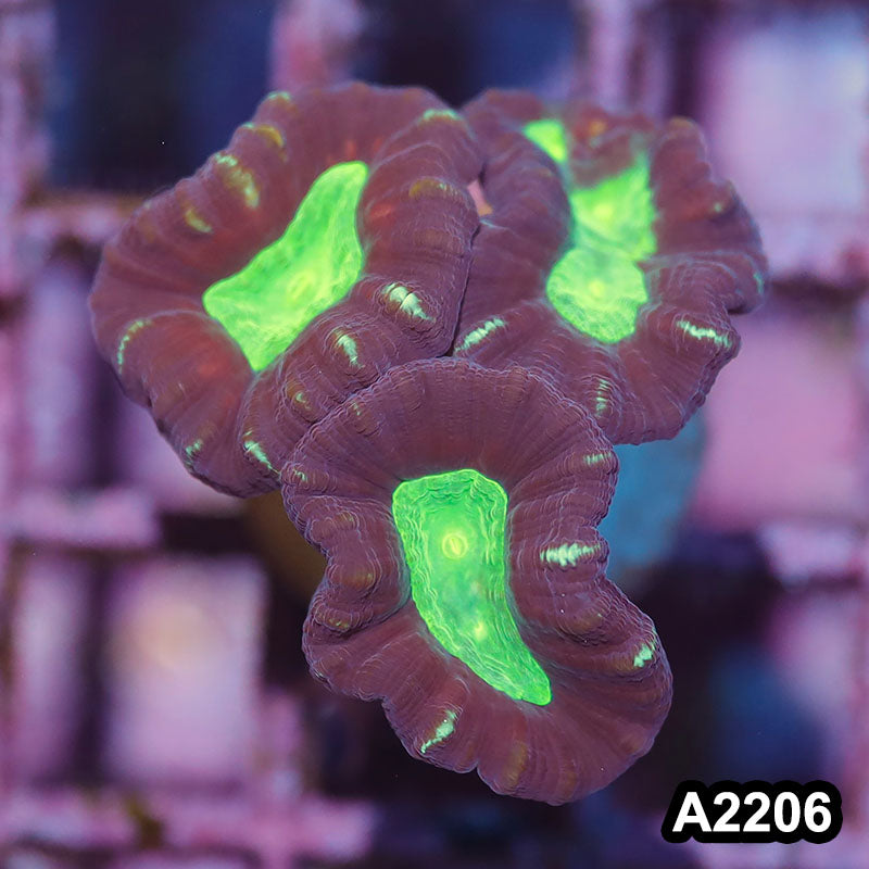 Item#A2206IN2206(S) WYSIWYG Aussie Ultra Unique Candy Cane Frag