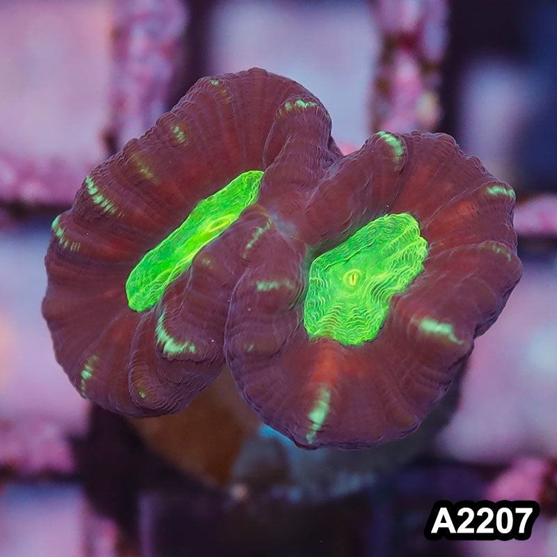 Item#A2207IN2207(S) WYSIWYG Aussie Ultra Unique Candy Cane Frag