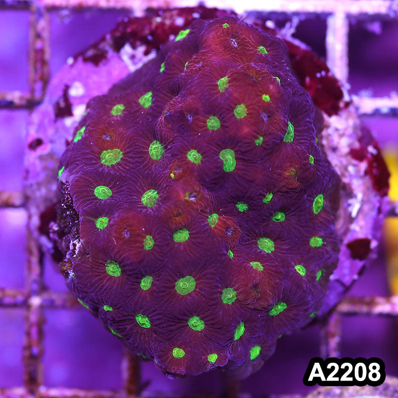 Item#A2208IN2208(M) WYSIWYG Indo Cultured Ultra Favites Colony