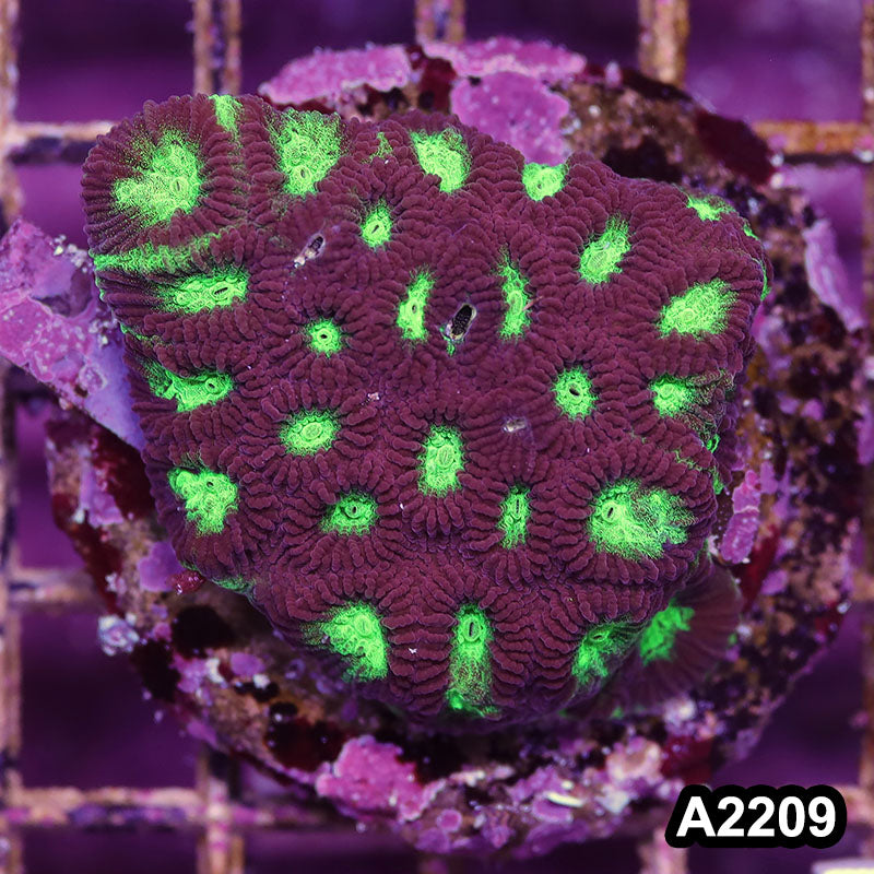 Item#A2209IN2209(M) WYSIWYG Indo Cultured Ultra Favia Colony