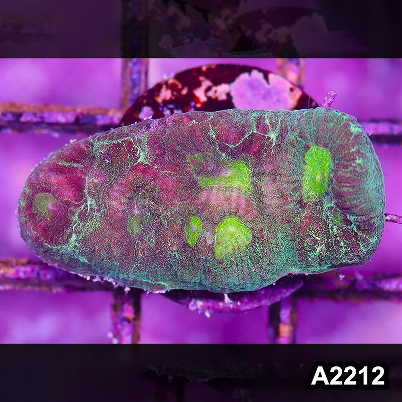 Item#A2212IN2212(S) WYSIWYG Indo Ultra Favia Frag
