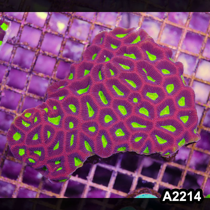 Item#A2214IN2214(M) WYSIWYG Aussie Dragon Soul Prism Favia Colony