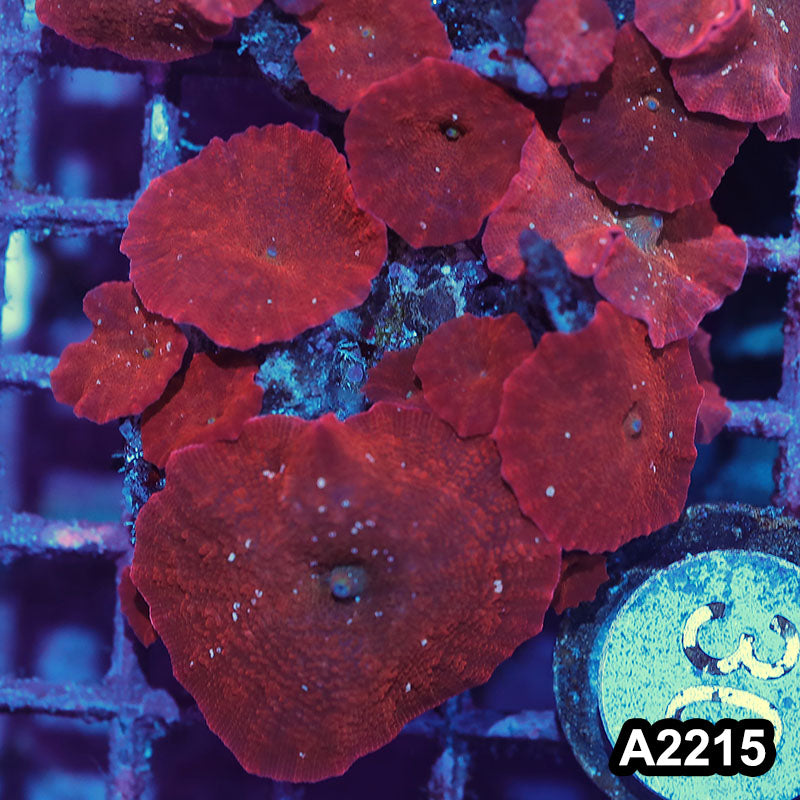 Item#A2215IN2215(M) WYSIWYG Indo Cultured Ultra Red Discosoma Mushroom Colony