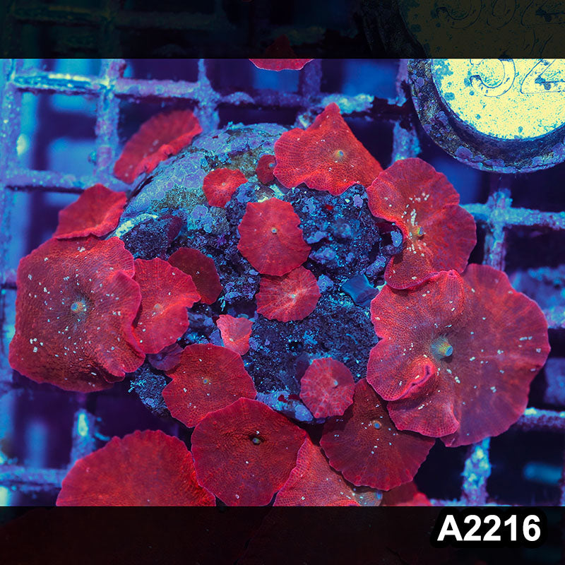 Item#A2216IN2216(M) WYSIWYG Indo Cultured Ultra Red Discosoma Mushroom Colony