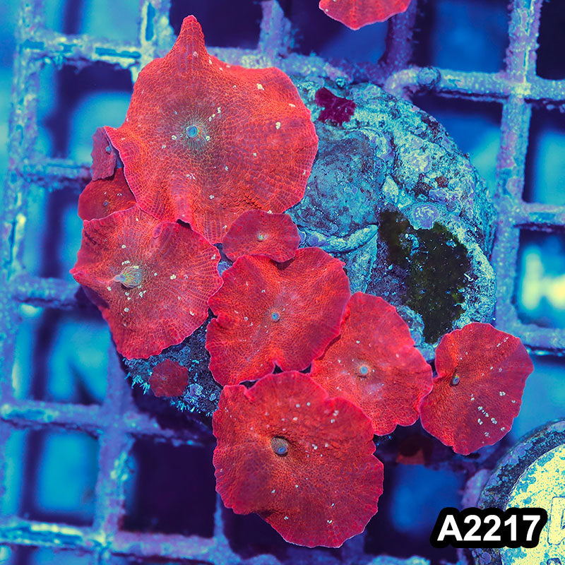 Item#A2217IN2217(M) WYSIWYG Indo Cultured Ultra Red Discosoma Mushroom Colony