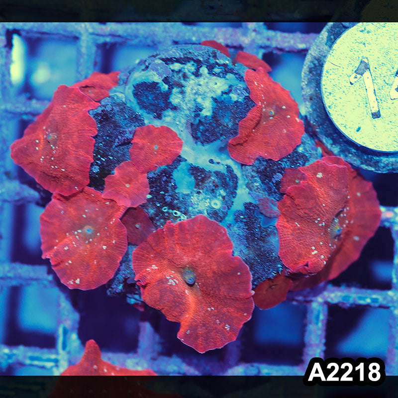 Item#A2218IN2218(M) WYSIWYG Indo Cultured Ultra Red Discosoma Mushroom Colony
