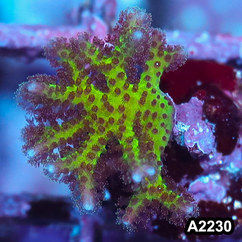 Item#A2230IN2230(S) WYSIWYG Indo Ultra Birdsnest Frag