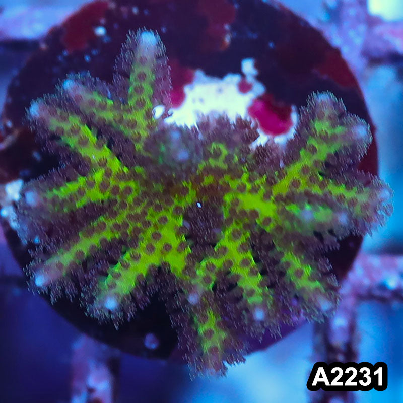 Item#A2231IN2231(S) WYSIWYG Indo Ultra Birdsnest Frag