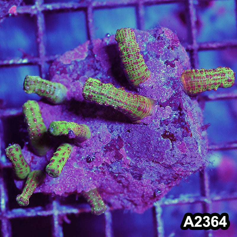 Item#A2364BT2364(S) WYSIWYG Indo Snake Polyp Mini Colony