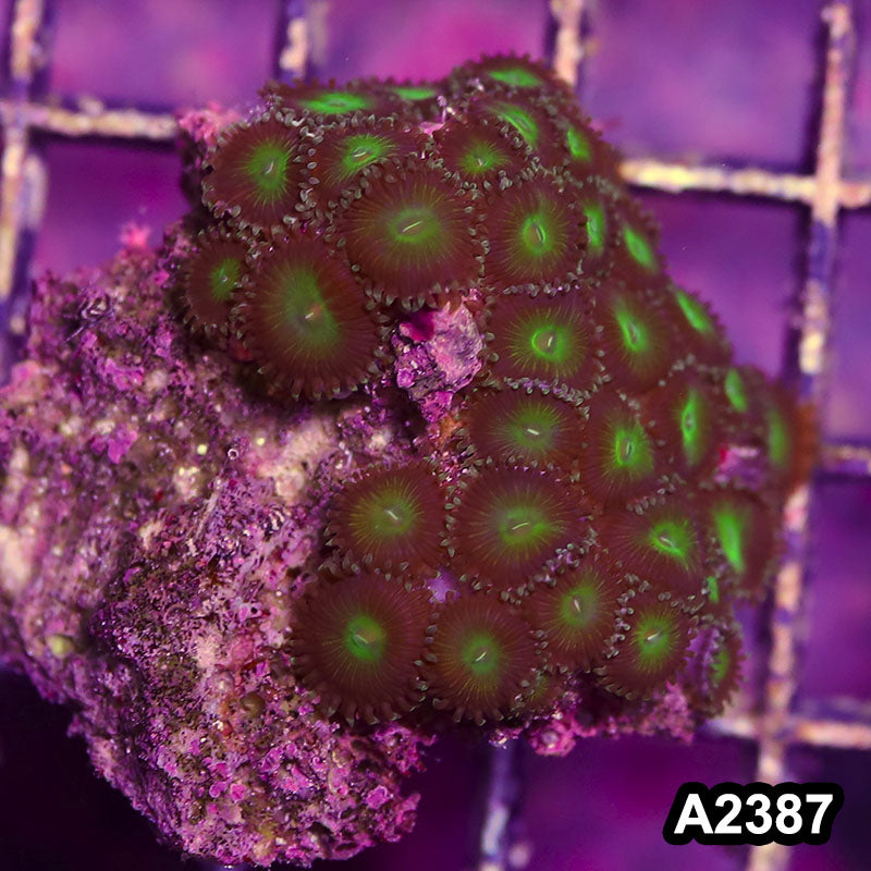 Item#A2387BT2387(S) WYSIWYG Indo Ultra Zoanthid Frag