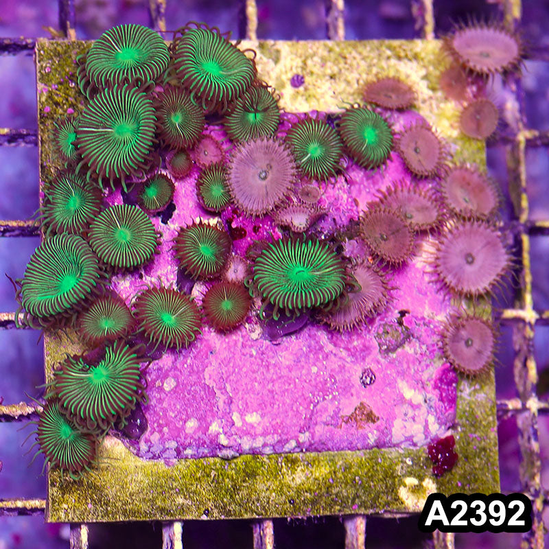 Item#A2392BT2392(M) WYSIWYG Indo Ultra Palythoa Mini Colony